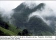 Neblina en el Parque Nacional de los Nevados