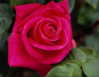 A Rose to show I care..