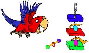 Parrot flying to bird toy and foot toy