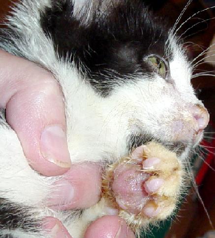 Pillow Foot In Cats: Plasma Cell Pododermatitis