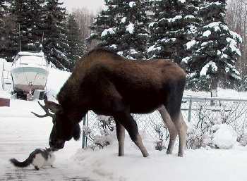 moose,cat nose to nose in snow