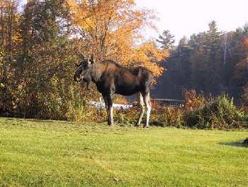 moose on grassy area