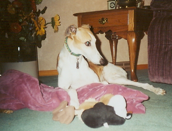 Lucy, our pet greyhound!  ^_^