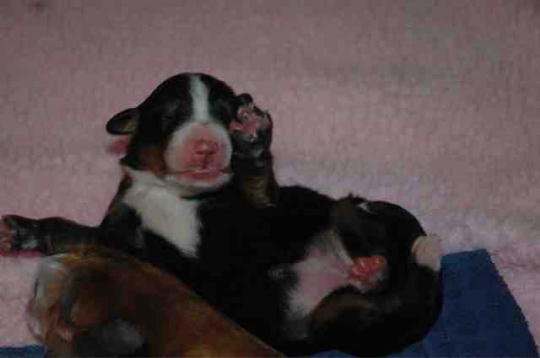 BMD Puppies 3 days old