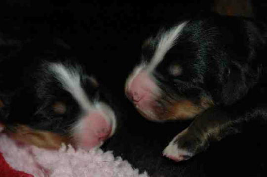 BMD Puppies