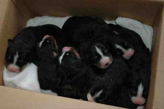 Puppies f days old