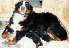Bernese Mountain Dog Quinn and her pups