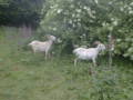 Abbi and Elli Goats