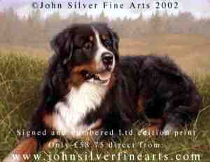 bernese mountain dog by John Silver