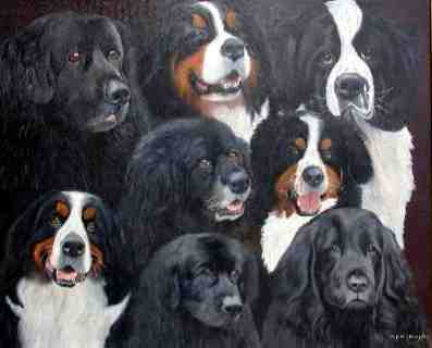 Newfies and Berners