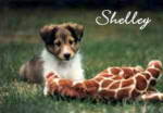 Sheltie Shelley who died of canine  malignant histiocytosis