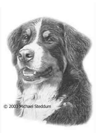 Bernese Mountain Dog Print by Michael Steddum