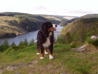 Amber, beloved Bernese Mountain Dog, sadly lost to Malignant Histiocytosis