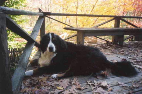 Bernese Mountain Dog, Fauna, sadly lost to Malignant Histiocytosis