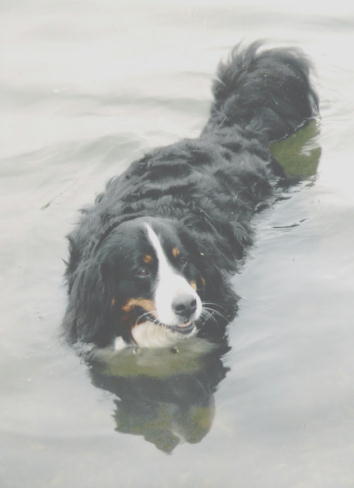 Bernese Mouintain Dog, Fauna, sadly lost to Malignant Histiocytosis
