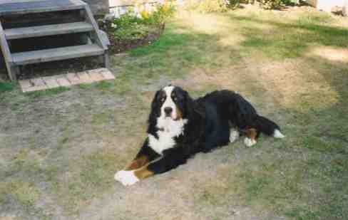 Bernese, Mick, lost to Histio