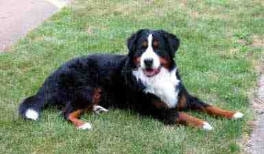 Bernese Mountain Dog, Olee, lost to Malignant Histiocytosis