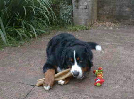 Bernese Mountain Dog Spoilt for Choice.