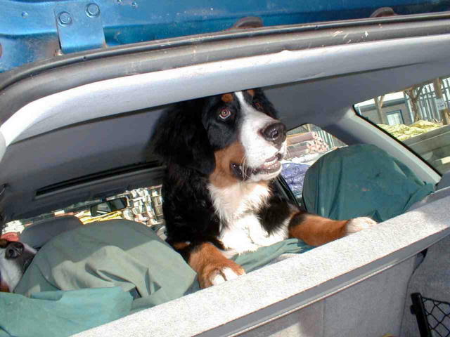 Hungry Bernese Mountain Dog Puppy!