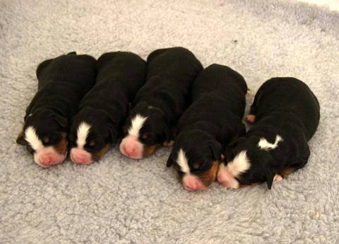 Five healthy Bernese Mountain Dog Pups