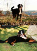 Bernese Mountain Dog, Amika.