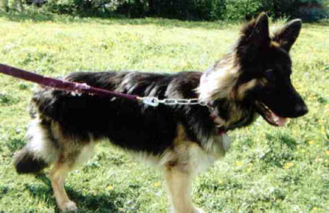 Sam German Shepherd Dog