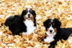 Tinka and Samson, Bernese Mountain Dogs.