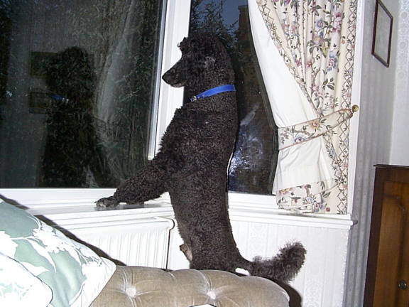 Bobby Blue the Standard Poodle!