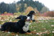 Babe and Angel, the Bernes Mountain Dogs.