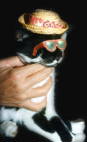 Jack the Stevie Wonder cat