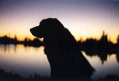 Jagr, Bernese Mountain Dog