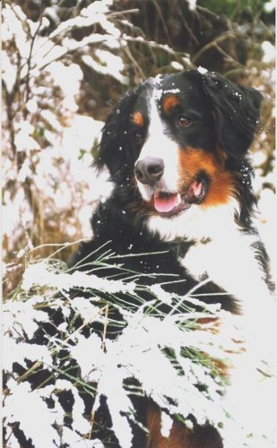 RIP "Britt" the Bernese Mountain Dog.