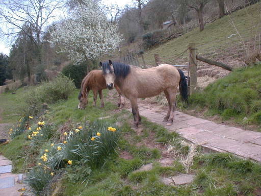 Welsh Mountain Ponies, Arthur and Andy