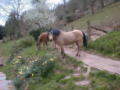 Arthur and Andy, Welsh Mountain Ponies