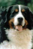 Ollie, the Bernese Mountain Dog.