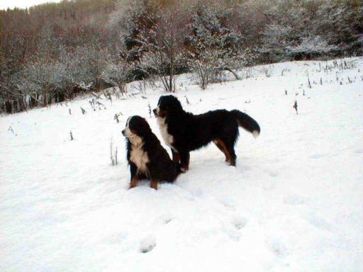 Bernese Mountain Dogs love the snow!