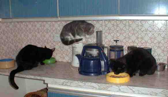 feeding time for the cats.