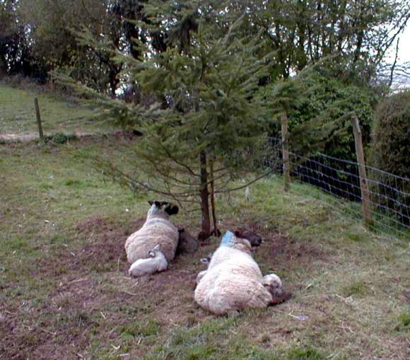 New lambs.
