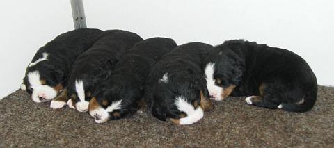 Berner pups are two and a half weeks