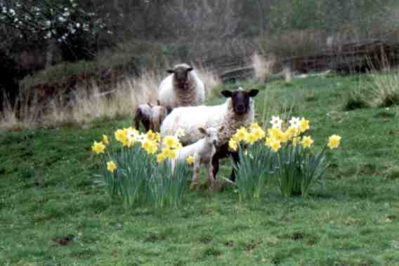 Sheep and lambs.