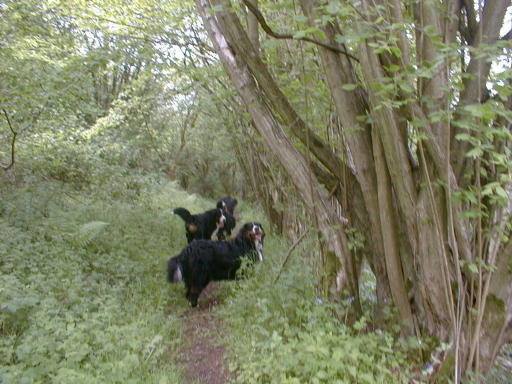 Berners on the bridle path!