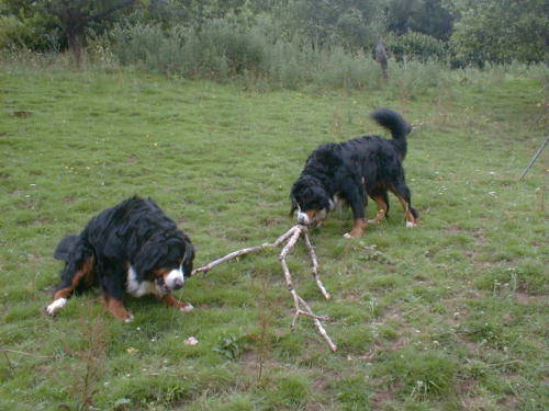 Bernese Mountain Dogs and a Branch!
