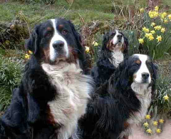 Bernese Mountain Dogs and Daffodils