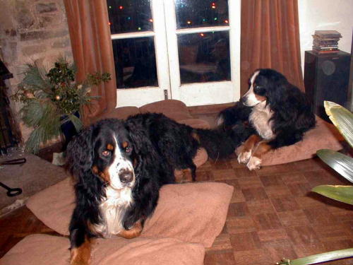 Barney and Sunny, BMD's, relax
