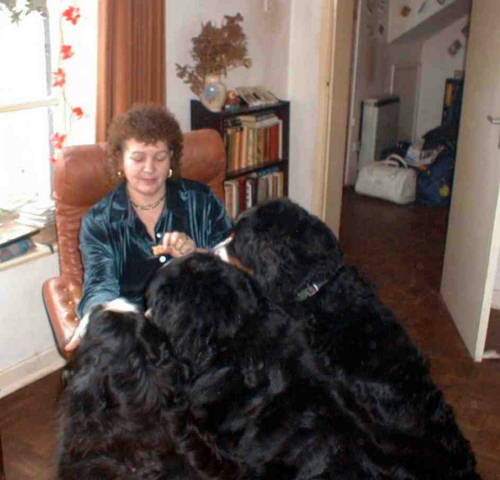 Janet meets my Bernese Mountain Dogs