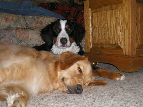 Hunter and Berner Pup Casey