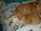 Abe the Golden Retriever and Opie the Cat