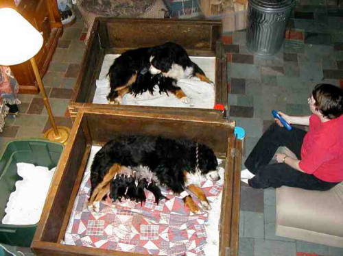 Bernese in the whelping box