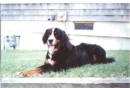 Barney, BMD, sadly lost to MH