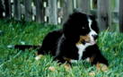 Bernese, Caolan, sadly lost to hystiocytosis